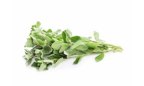 Oregano