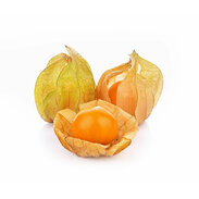 Physalis